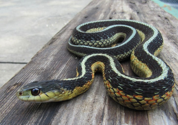 Eastern Garter Snake